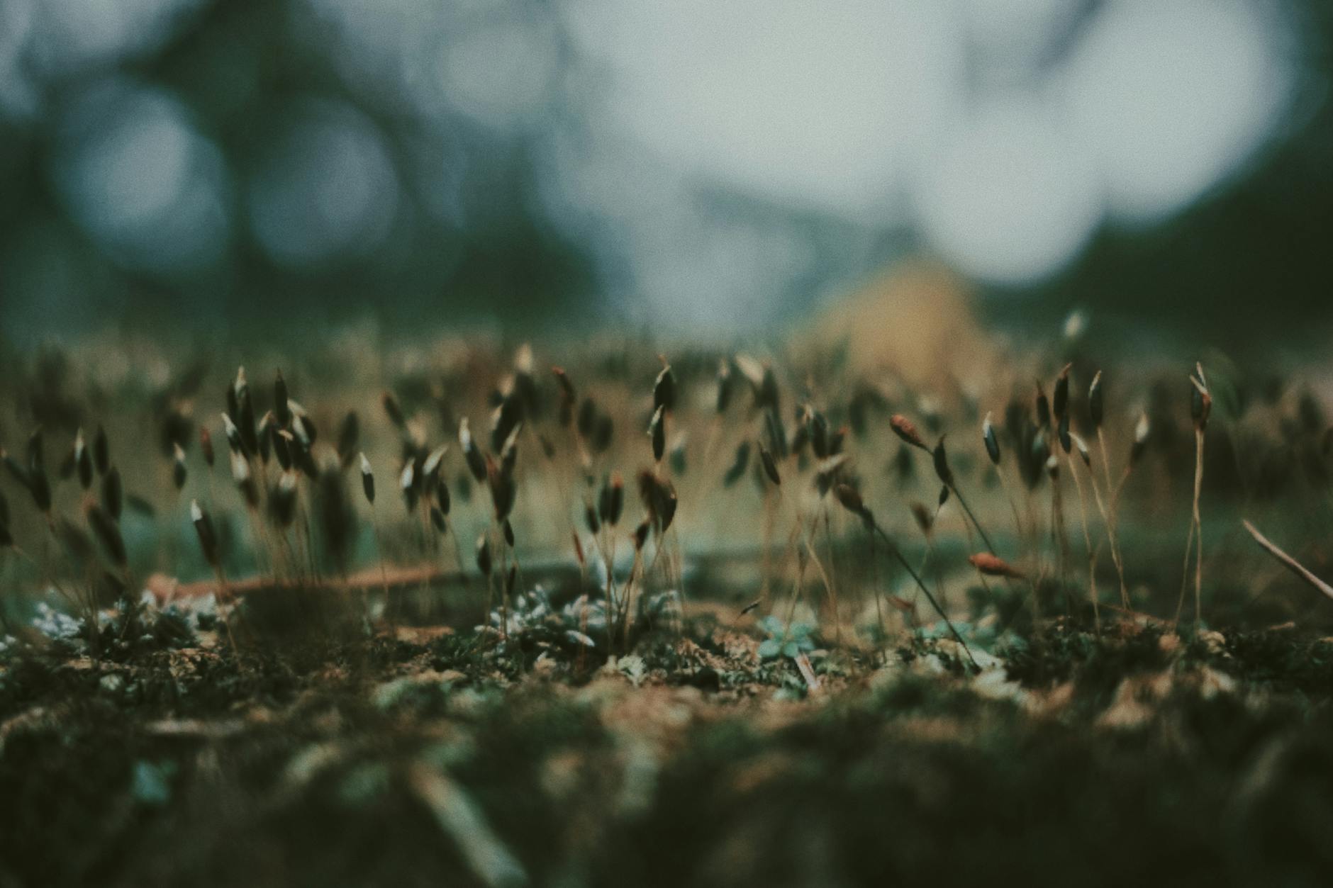Closeup of small wild growing plants on grassy lawn in summer day in countryside