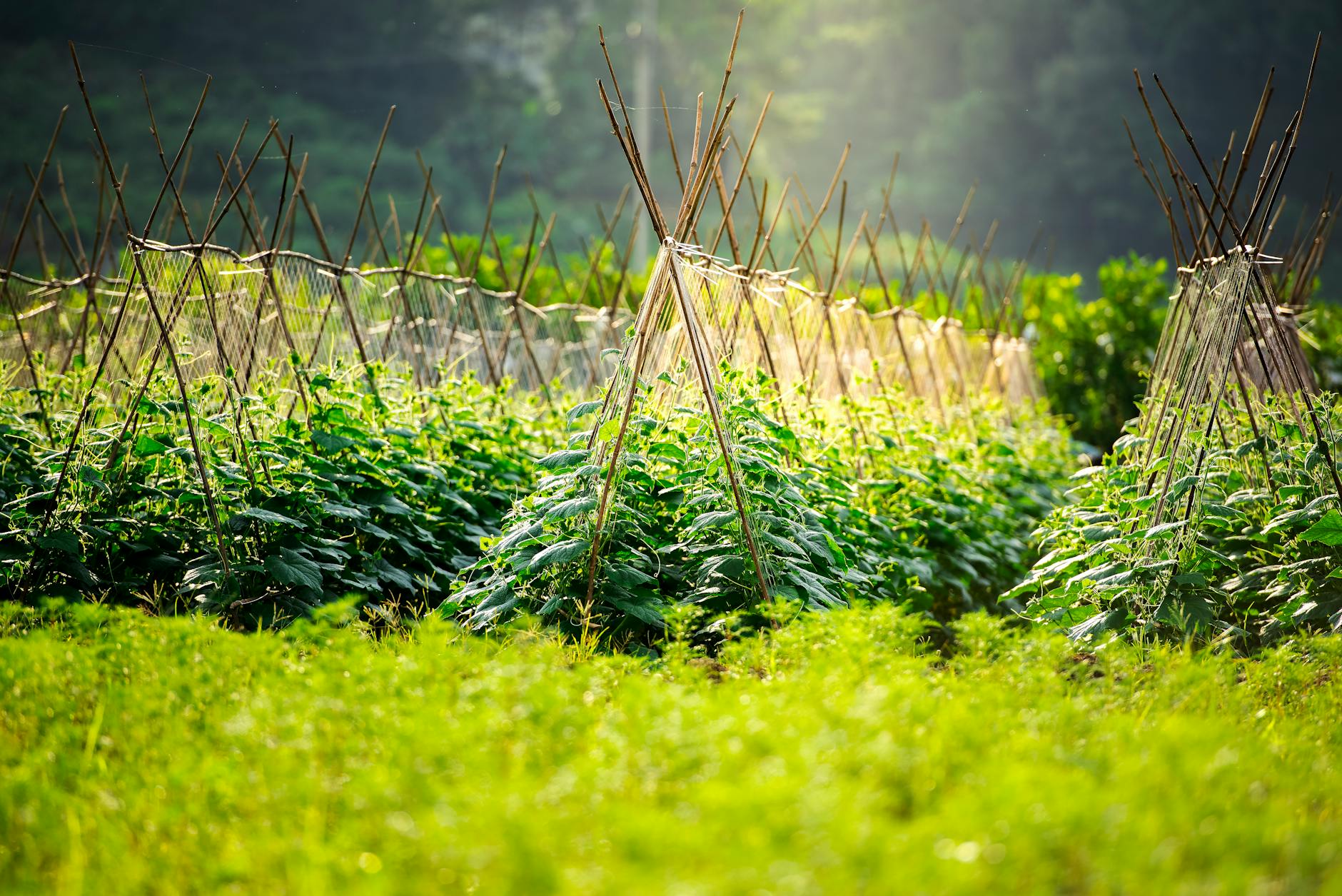Vibrant cropland with trellised plants growing in sunny rural landscape.