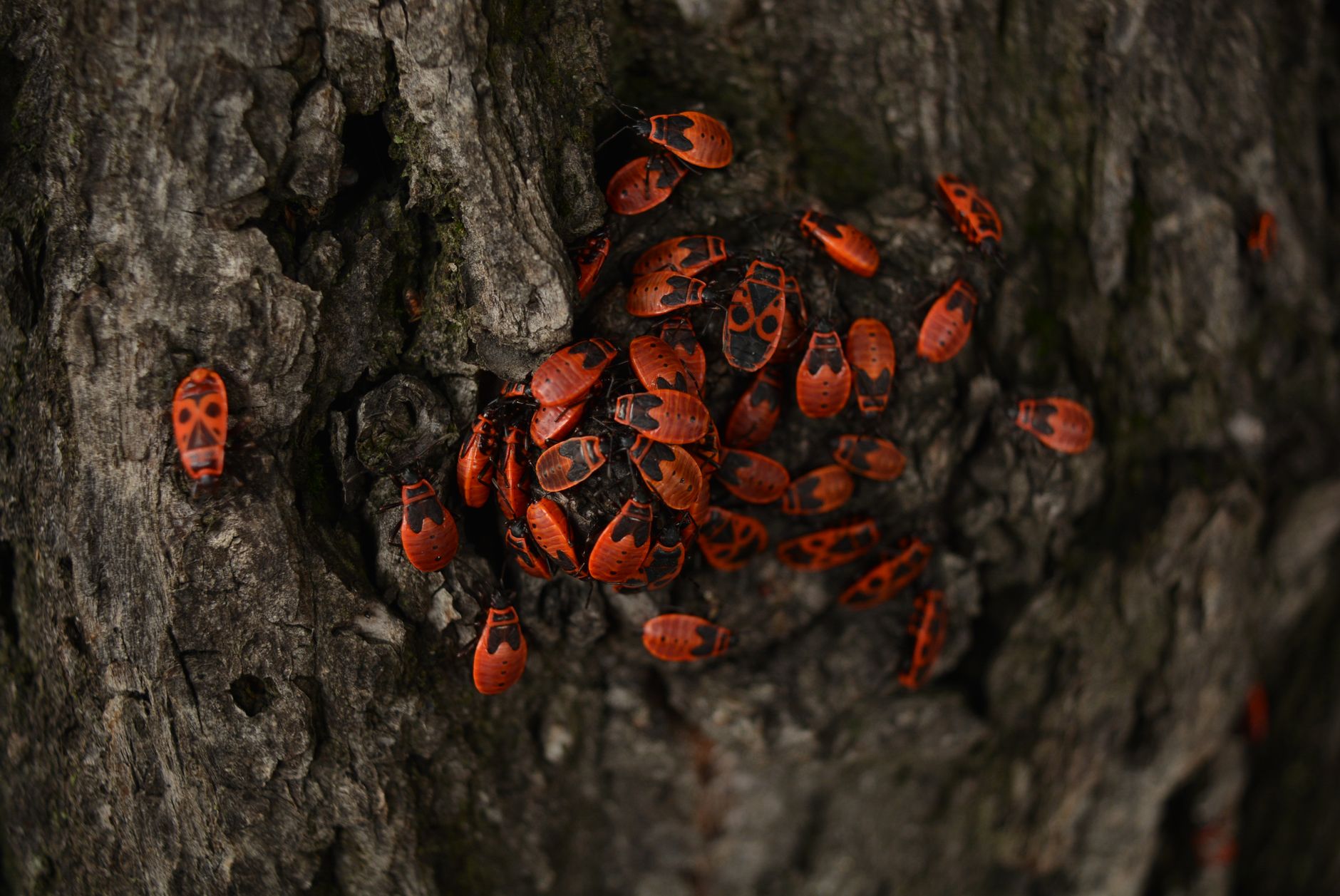 A dense grouping of vibrant firebugs on tree bark in a natural outdoor setting.