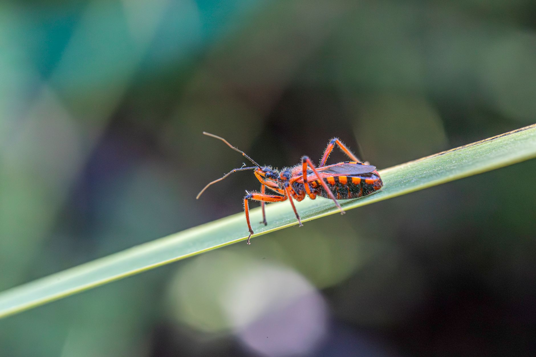 Close-up of a vibrant red assassin bug perched on a green leaf. Perfect for nature and wildlife themes.