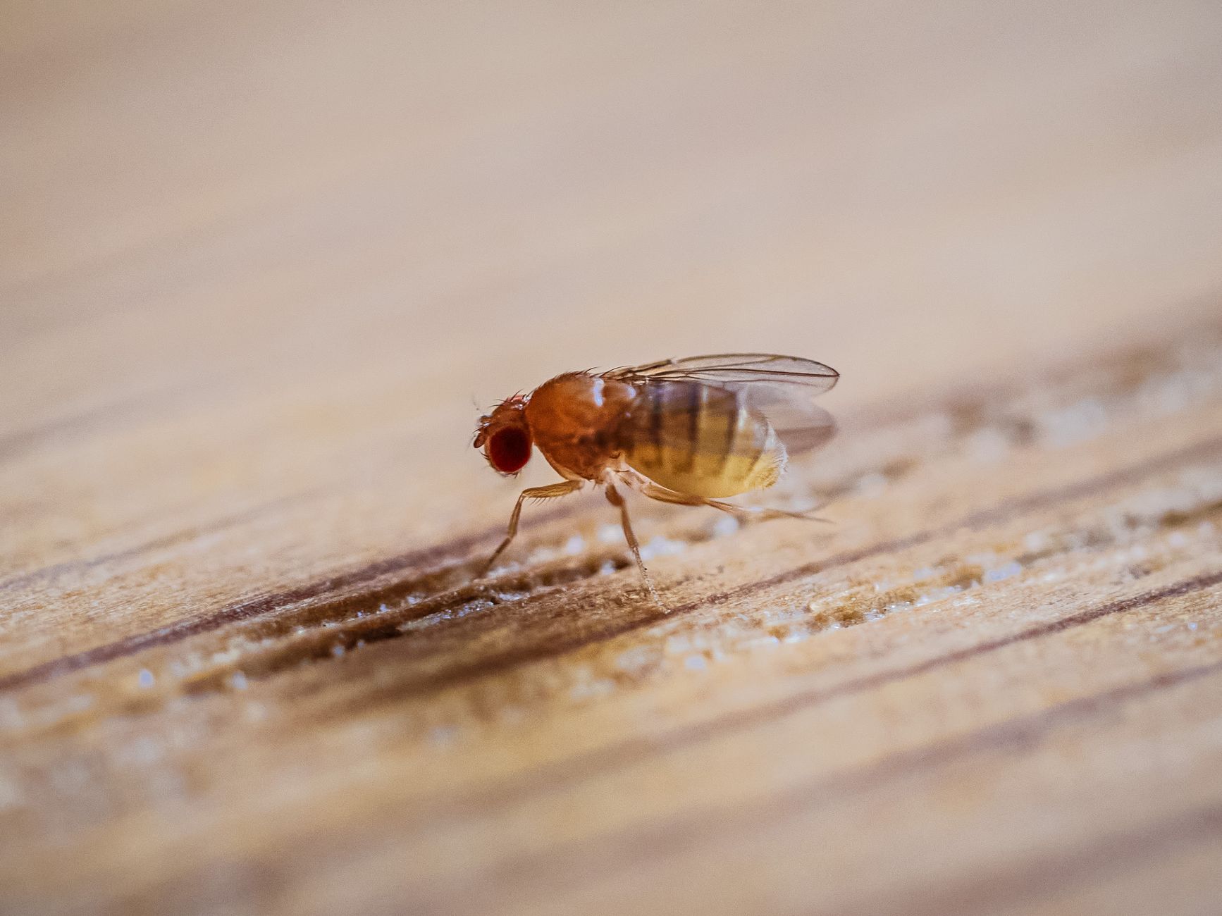 Macro image of a fruit fly (Drosophila melanogaster) on wooden surface.