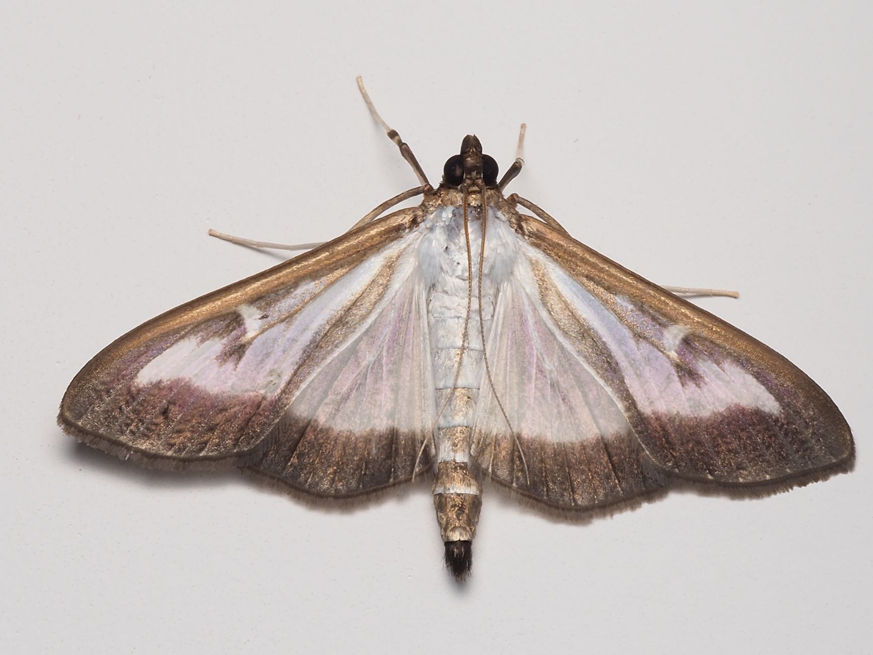 Close-up view of a moth with outstretched wings on a white surface, showcasing intricate wing patterns.