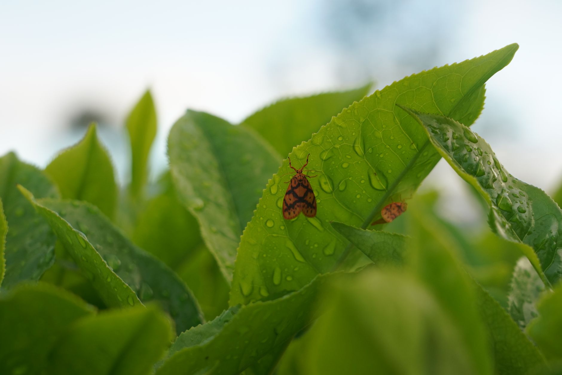 Detailed shot of vibrant green leaves covered in dew with tiny moths resting on them.