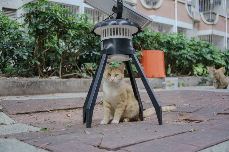 Katzen vertreiben: So halten Sie fremde Katzen tierfreundlich aus dem Garten fern