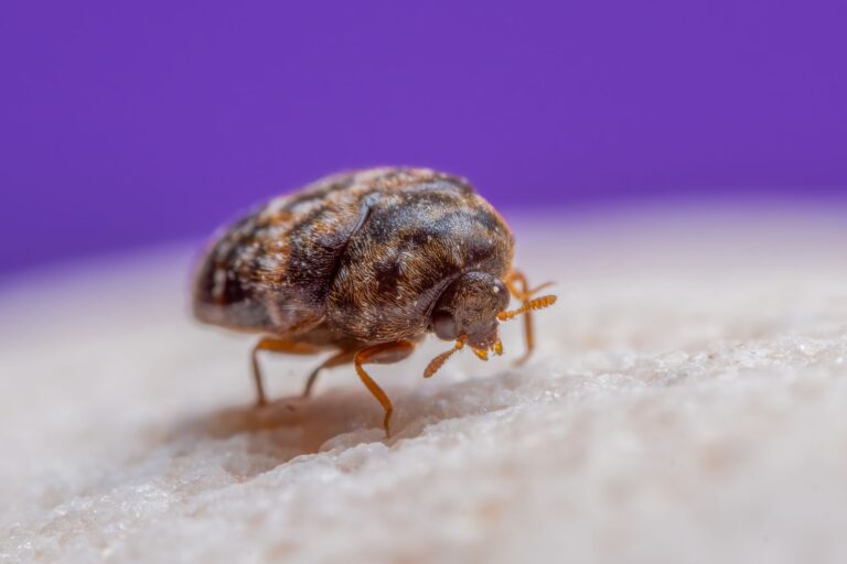 Speckkäfer bekämpfen: Gemeinen Speckkäfer (Dermestes lardarius) schnell loswerden