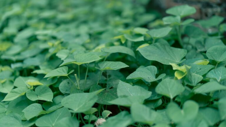 Ackerwinde bekämpfen: So werden Sie Convolvulus arvensis im Garten los