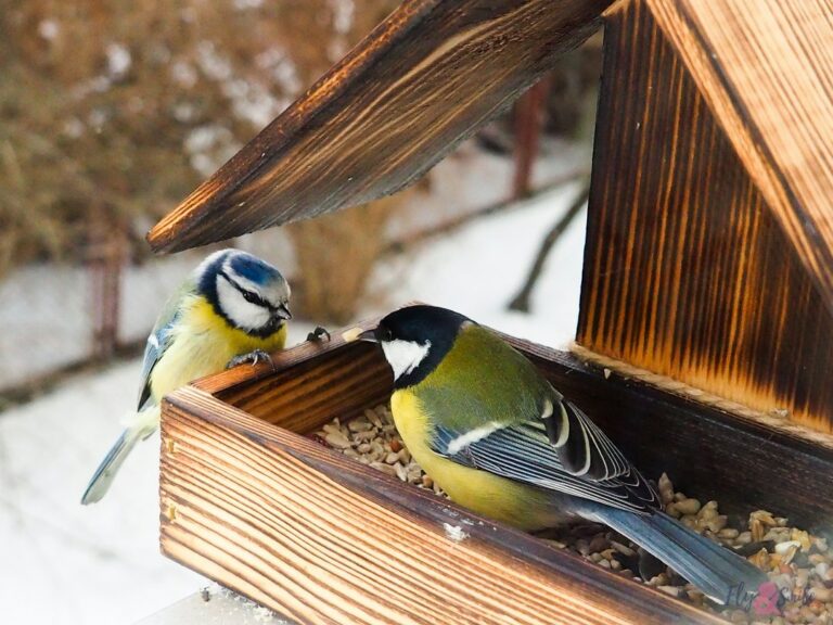 Vogelfutter selber machen: Einfache Rezepte für Garten & Balkon
